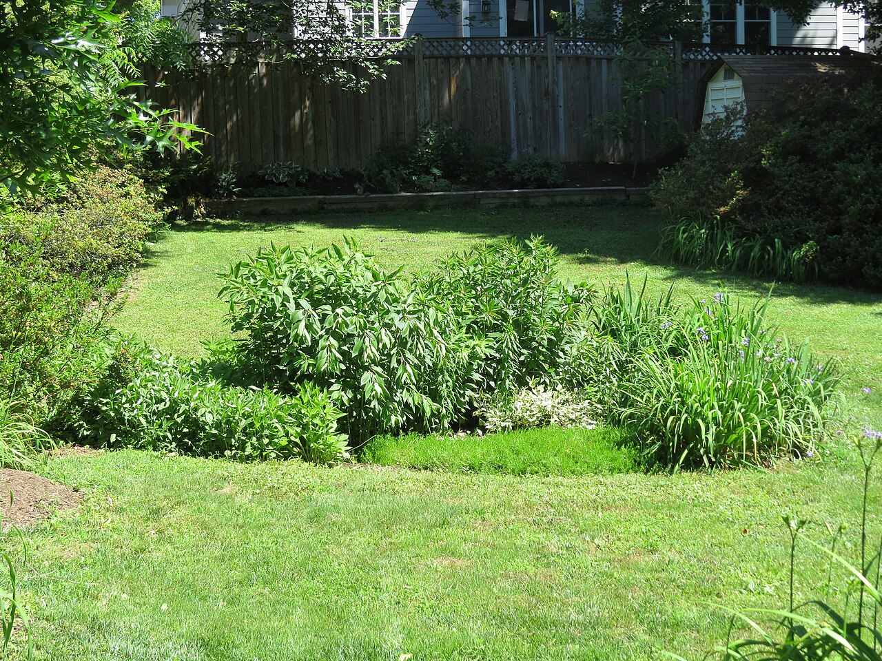 Residential yard after installation of a rain garden